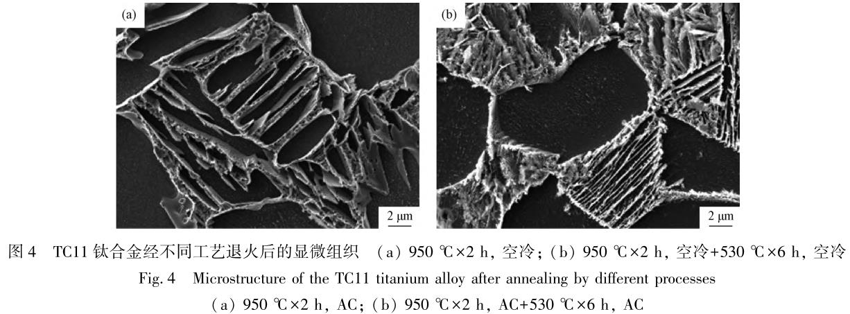 1708354372928984.jpg t4.jpg